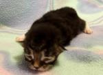 Ruth - Siberian Cat For Sale - Clintwood&comma; VA&comma; US