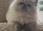 Lil BluBelle - Himalayan Cat For Sale - Aledo&comma; TX&comma; US