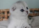 Iris - Scottish Fold Cat For Sale - Henderson&comma; NV&comma; US