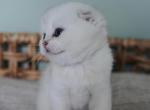 Nugget - Scottish Fold Cat For Sale - Henderson&comma; NV&comma; US