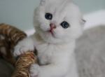 Julian - Scottish Fold Cat For Sale - Henderson&comma; NV&comma; US