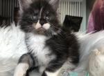Ralph - Maine Coon Cat For Sale - Miami&comma; FL&comma; US