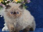 Diana - Persian Cat For Sale - Pembroke Pines&comma; FL&comma; US