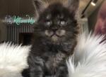 Robert - Maine Coon Cat For Sale - Hollywood&comma; FL&comma; US