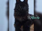 Osamu - Maine Coon Cat For Sale - Hollywood&comma; FL&comma; US
