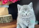 Olivia - British Shorthair Cat For Sale - Norwalk&comma; CT&comma; US