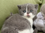 Gray and White Female - Scottish Straight Kitten For Sale - Providence, RI, US
