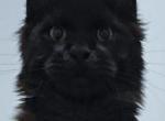David - Maine Coon Cat For Sale - Hollywood&comma; FL&comma; US