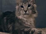 Stone - Maine Coon Cat For Sale - Hollywood&comma; FL&comma; US