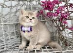Laura - Scottish Straight Cat For Sale - Kent&comma; WA&comma; US