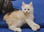 Litter Q male - Maine Coon Cat For Sale - Jasper&comma; GA&comma; US