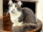 Connor - Munchkin Cat For Sale - Neosho&comma; MO&comma; US