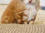 Orange - Maine Coon Cat For Sale - East Taunton&comma; MA&comma; US