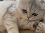 Scottish fold silver chinchilla - Scottish Fold Cat For Sale - Staten Island&comma; NY&comma; US