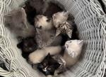 Kittens - American Bobtail Cat For Sale - Agawam&comma; MA&comma; US