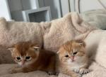 Gold chinchilla - Scottish Straight Cat For Sale - Brooklyn&comma; NY&comma; US
