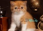 Lucky - Exotic Cat For Sale - Norwalk&comma; CT&comma; US