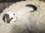 Scottish Fold y - Scottish Fold Cat For Sale - Denver&comma; CO&comma; US