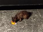 Cattwomann - American Shorthair Cat For Adoption - Fort Lauderdale&comma; FL&comma; US