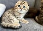 Pearl - Scottish Fold Cat For Sale - Woodland Park&comma; CO&comma; US