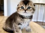Boba - Scottish Fold Cat For Sale - Woodland Park&comma; CO&comma; US