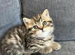 Leo - Scottish Straight Cat For Sale - Woodland Park&comma; CO&comma; US