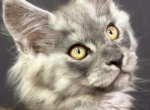 EN2 - Maine Coon Cat For Sale - MN&comma; US