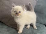Blue point male - Ragdoll Cat For Sale - Butler&comma; PA&comma; US