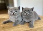British blue kittens - British Shorthair Cat For Sale - Woodland Park&comma; CO&comma; US
