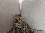 Male Bengal - Bengal Cat For Sale - Lincoln&comma; NE&comma; US