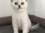 Luigi - Scottish Straight Cat For Sale - Roseville&comma; CA&comma; US