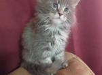 Clover - Maine Coon Cat For Sale - Trevor&comma; WI&comma; US