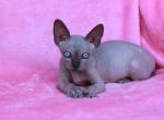Luna - Sphynx Cat For Sale - Brooklyn&comma; NY&comma; US