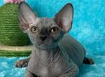 Onyx - Sphynx Cat For Sale - Brooklyn&comma; NY&comma; US