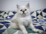 Dot - Ragdoll Cat For Sale - Tuscaloosa&comma; AL&comma; US