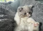 Lilly - Exotic Cat For Sale - Palm Coast&comma; FL&comma; US