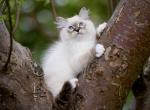 Talisman - Siberian Cat For Sale - Miami&comma; FL&comma; US