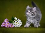Halle Berry - Siberian Cat For Sale - Pembroke Pines&comma; FL&comma; US