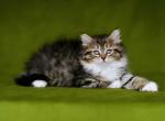 Hanny - Siberian Cat For Sale - Pembroke Pines&comma; FL&comma; US
