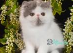 Jofrey - Persian Cat For Sale - Pembroke Pines&comma; FL&comma; US