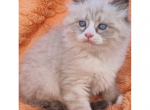 Lambert - Siberian Cat For Sale - Miami&comma; FL&comma; US