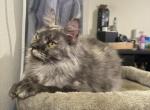 Bonny - Maine Coon Cat For Sale - Houston&comma; TX&comma; US