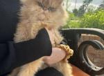Maxy - British Shorthair Cat For Sale - Houston&comma; TX&comma; US