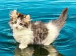 Dill - Munchkin Cat For Sale - Neosho&comma; MO&comma; US