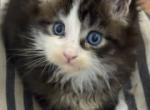 Rubble Blue Eyed Polydactyl - Maine Coon Cat For Sale - Pylesville&comma; MD&comma; US