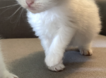 Victory litter - Ragdoll Cat For Sale - Butler&comma; PA&comma; US