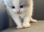 Callie - Ragdoll Cat For Sale - Butler&comma; PA&comma; US