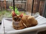 Flerken - Devon Rex Cat For Sale - San Antonio&comma; TX&comma; US
