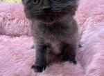 Smokie - Minuet Cat For Sale - West Branch&comma; MI&comma; US