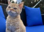 Milo - Selkirk Rex Cat For Sale - West Branch&comma; MI&comma; US